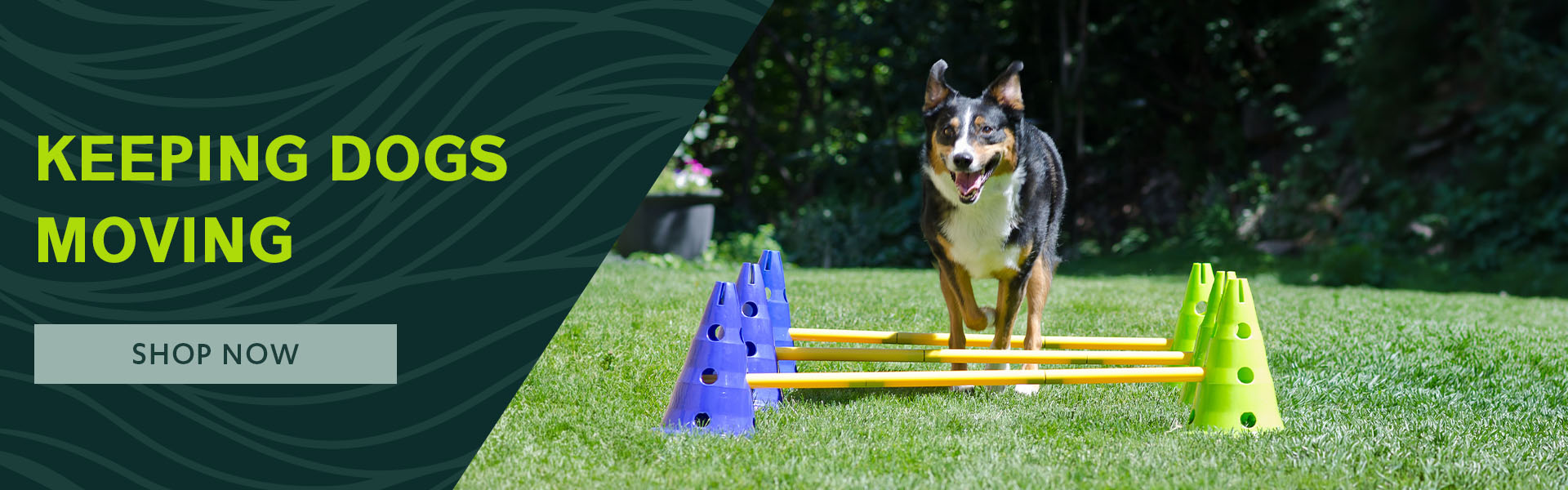 FitPAWS