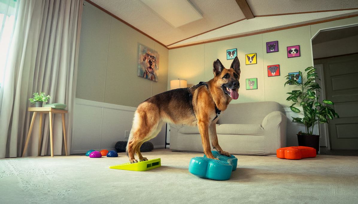 Honden
